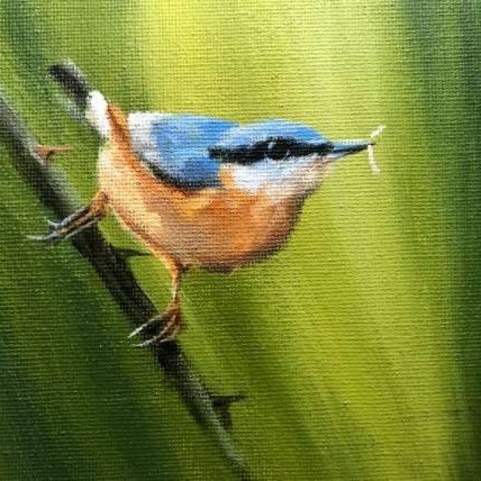 nuthatch for website 1